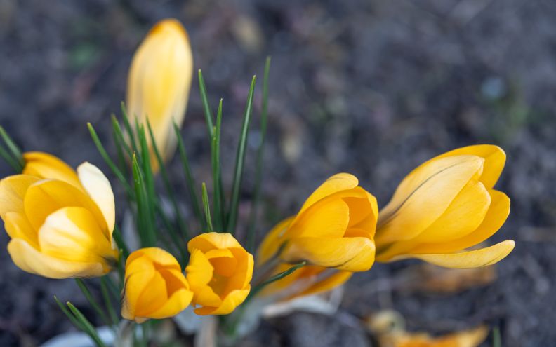 Proč sázíme naději? Den památky obětí holocaustu 27.1.