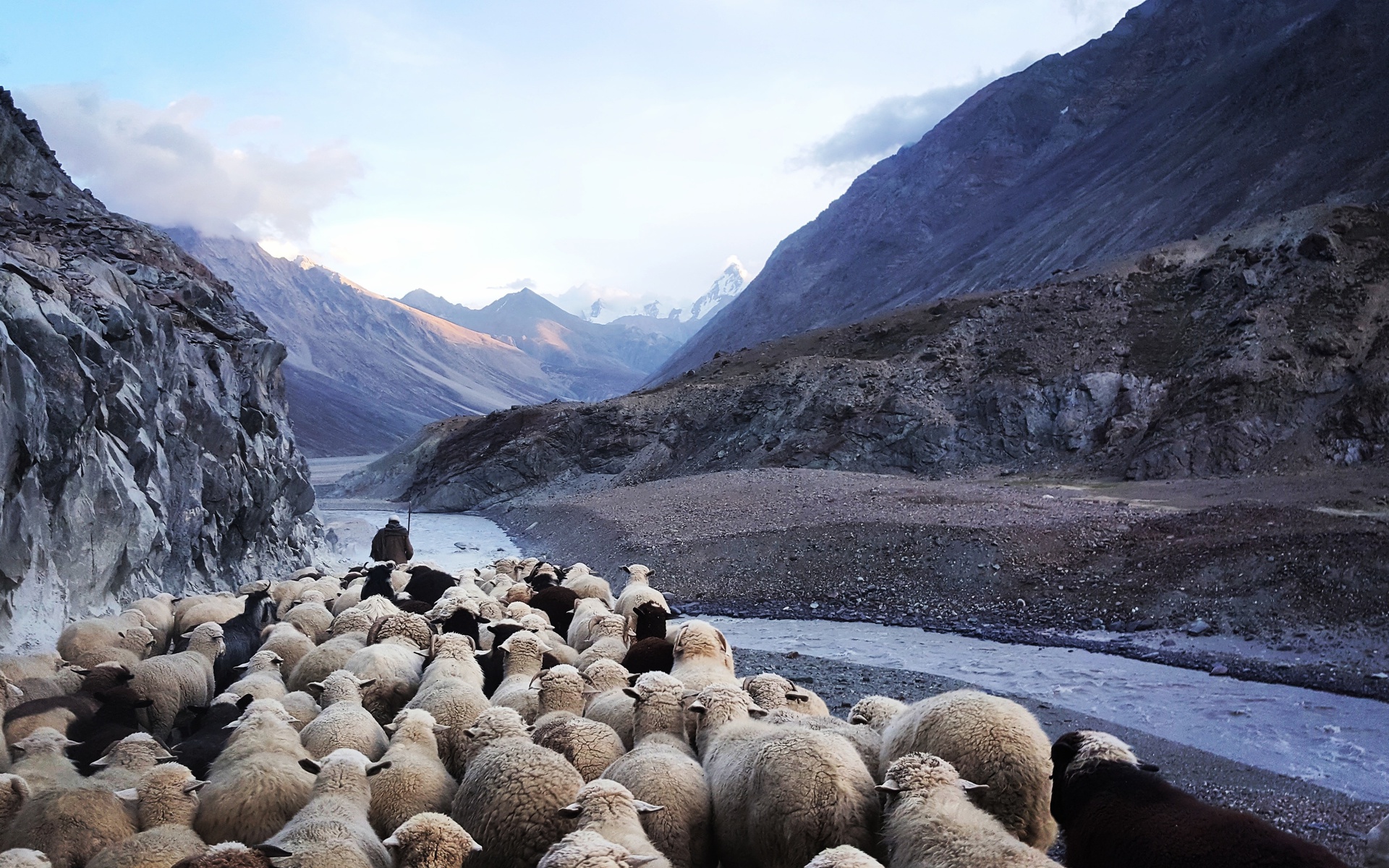 pastýř ovcí, ovce jdou za pastýřem, Foto:Unsplash.com