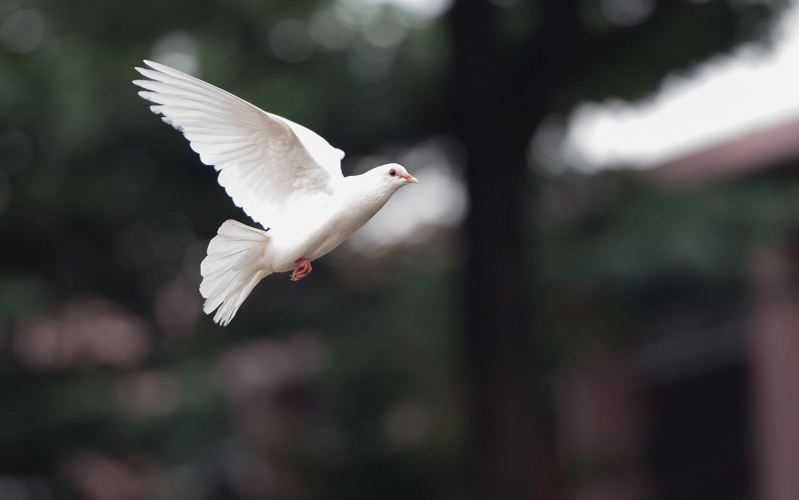 holub, holubice letí, pták v letu, holubice -symbol Ducha svatého