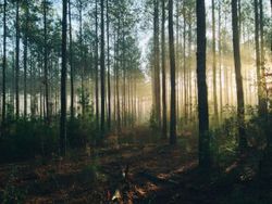 21. března je Mezinárodní den lesů