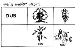 Nauč se poznávat stromy - dub, buk. Pracovní list, omalovánka