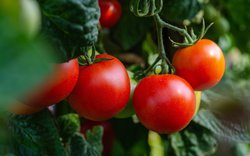 rajče, keřík rajčat, Foto: Pixabay.com