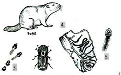 Co zůstane v přírodě po bobrovi? Jak poznáme, že před námi byla na místě veverka? Víte, jaké znamení po sobě nechává nosatec?
