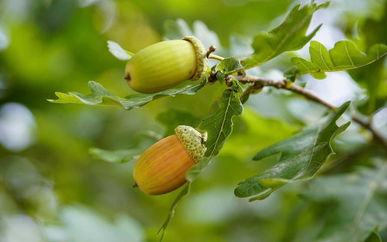 žaludy na mladém dubu, foto: Pixabay.com