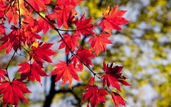 Foto: Pixabay.com
barevné listy, podzim, červeně zbarvené listy